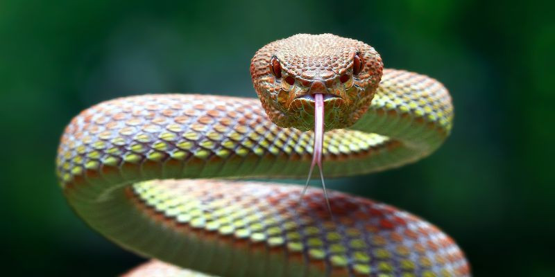 What number should I bet on if I dream about many snakes?