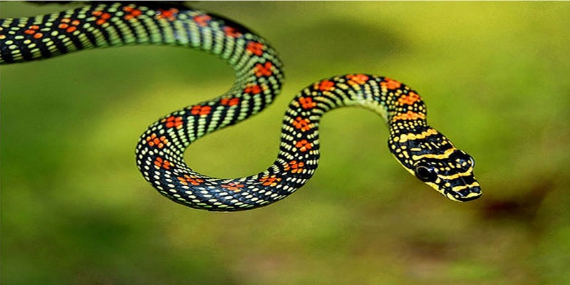 A guide to responding to dreams about snakes